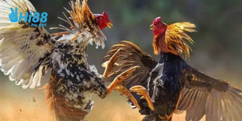 Có nhiều hình thức chơi đá gà để bạn lựa chọn tham gia đặt cược