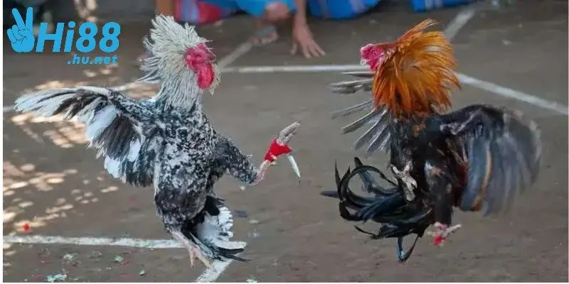 Đá gà cựa dao đầy kịch tính