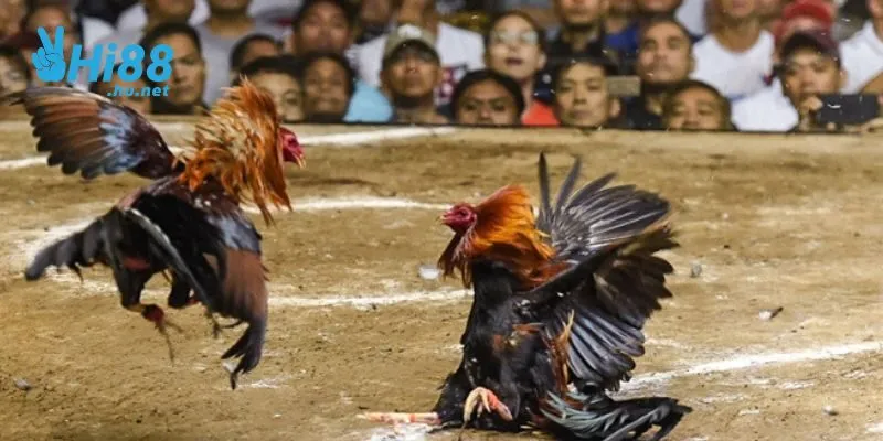 Game đá gà Hi88 được nhiều người chơi yêu thích