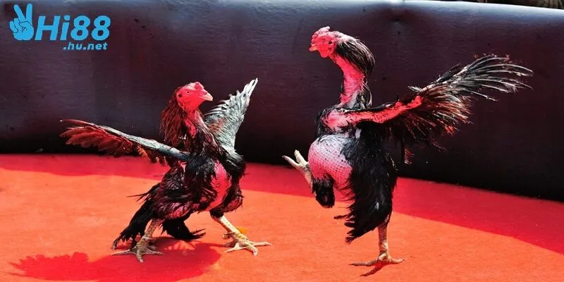 Giải đáp thắc mắc đá gà SV388 Hi88 là gì?