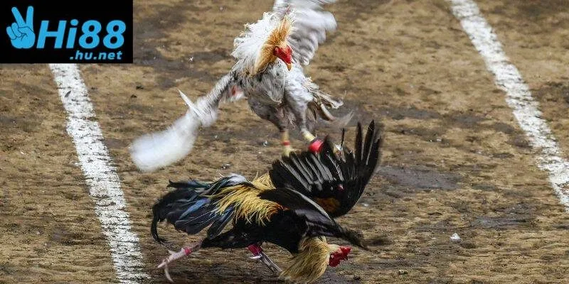 Hệ thống livestream 60fps chân thực như ở tại sới gà