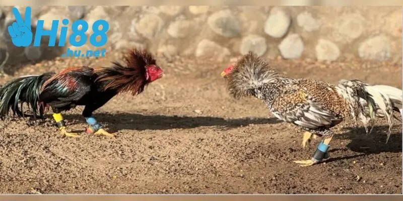 Tại HI88 cung cấp đa dạng các trận đấu cho bạn lựa chọn