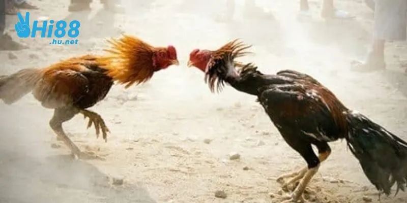 Ưu điểm khi chơi đá gà tại nhà cái Hi88