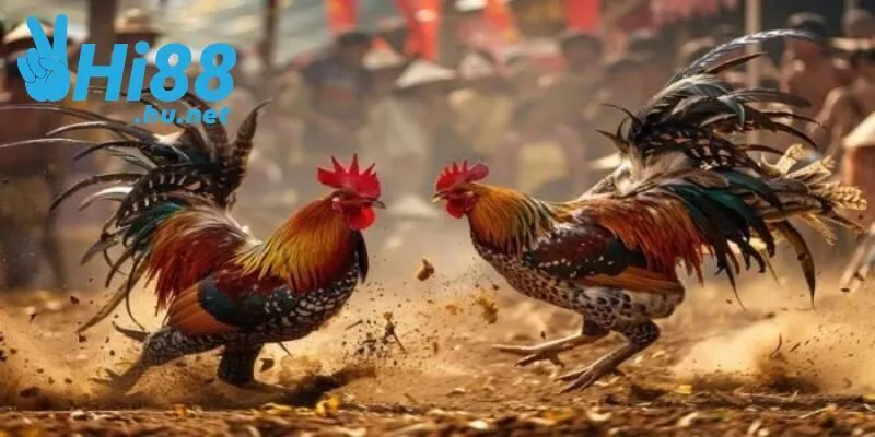 Với thân hình nhỏ bé nhưng đá gà tre vẫn thu hút người chơi bởi sự linh hoạt